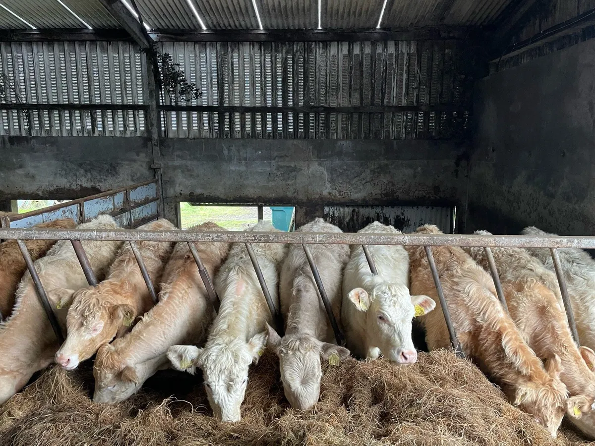 Super Charolais Heifers - Image 1