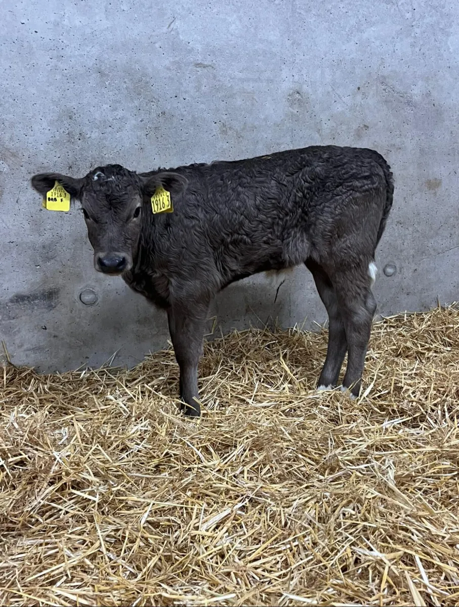 3 Super Heifer Calves - Image 1