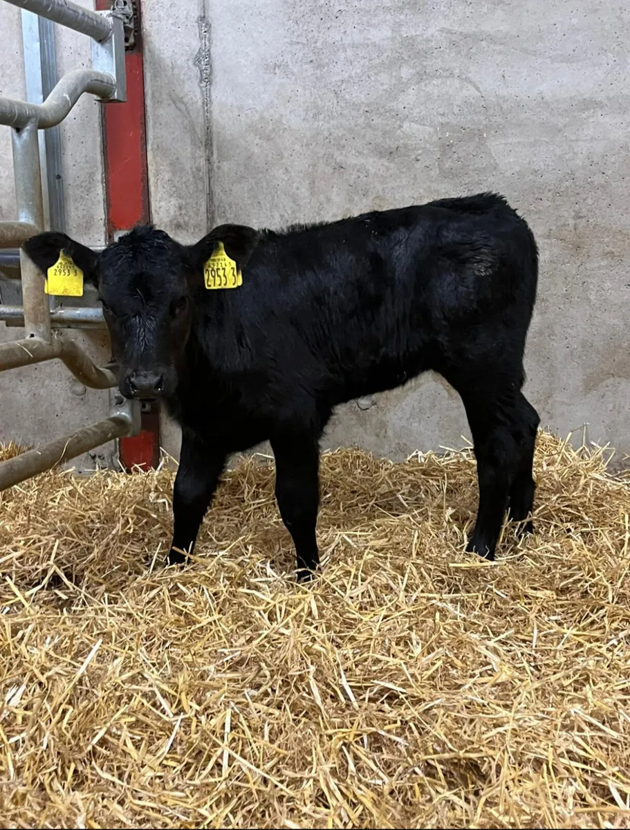 3 Super Heifer Calves - Image 3