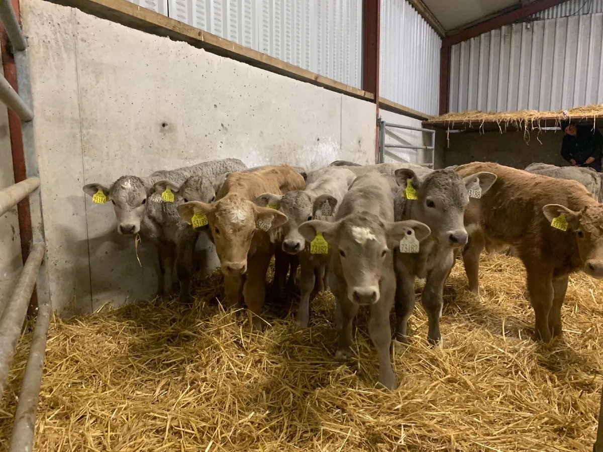 14 top quality Charlaois calves for sale - Image 1