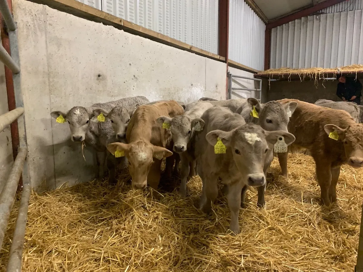 14 top quality Charlaois calves for sale - Image 4