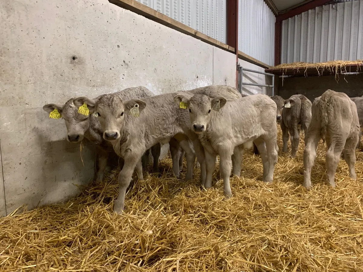 14 top quality Charlaois calves for sale - Image 3