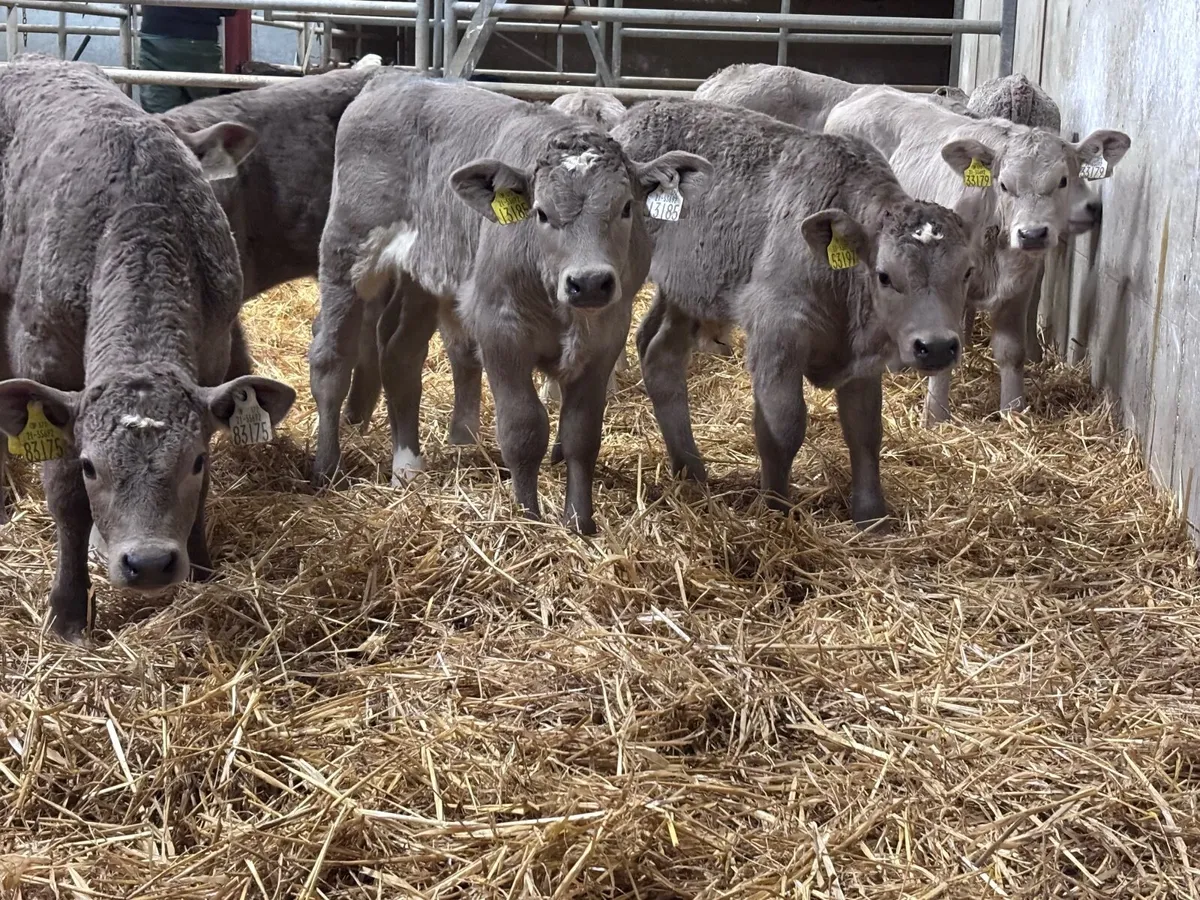 14 top quality Charlaois calves for sale - Image 2