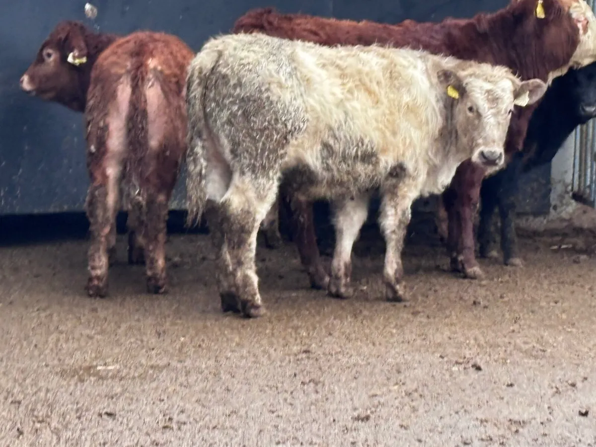 6 top quality bull Weanlings for sale - Image 4