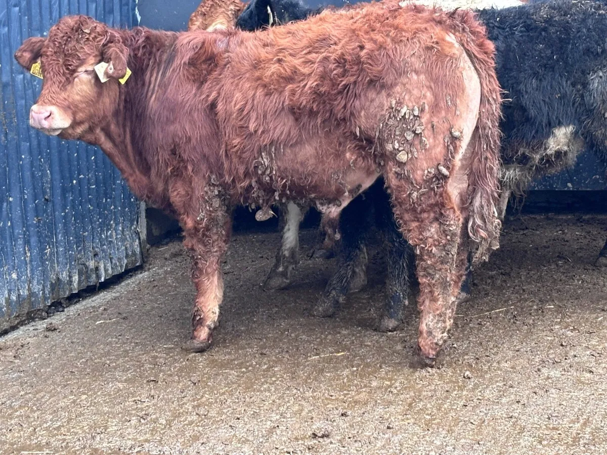 6 top quality bull Weanlings for sale - Image 2