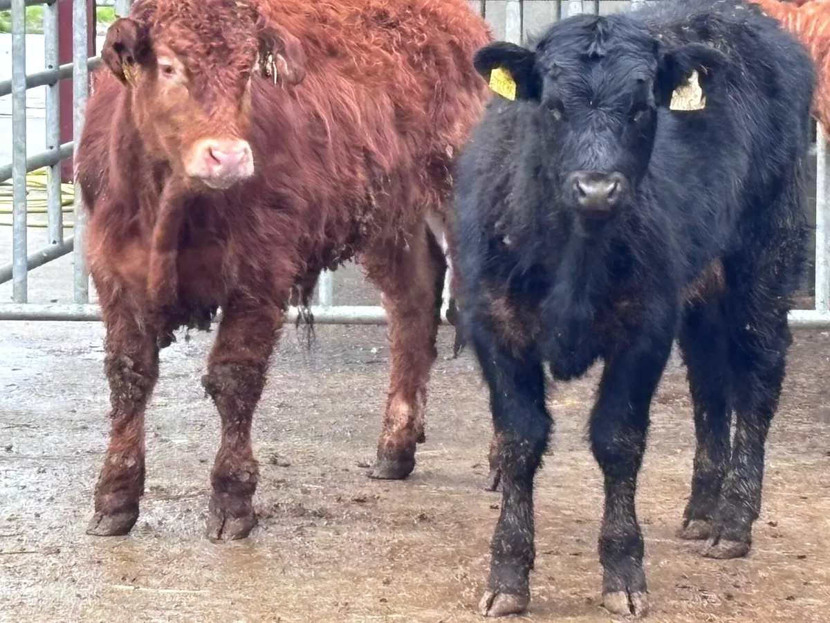 6 top quality bull Weanlings for sale - Image 3