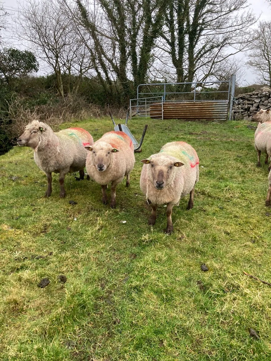 Selection of pedigree registered vendeen ewes - Image 3