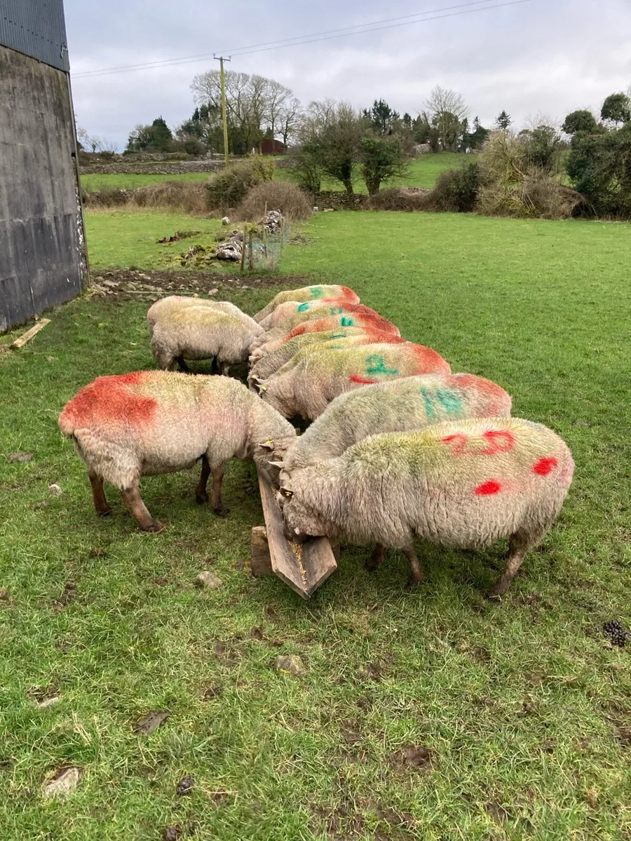 Selection of pedigree registered vendeen ewes - Image 1