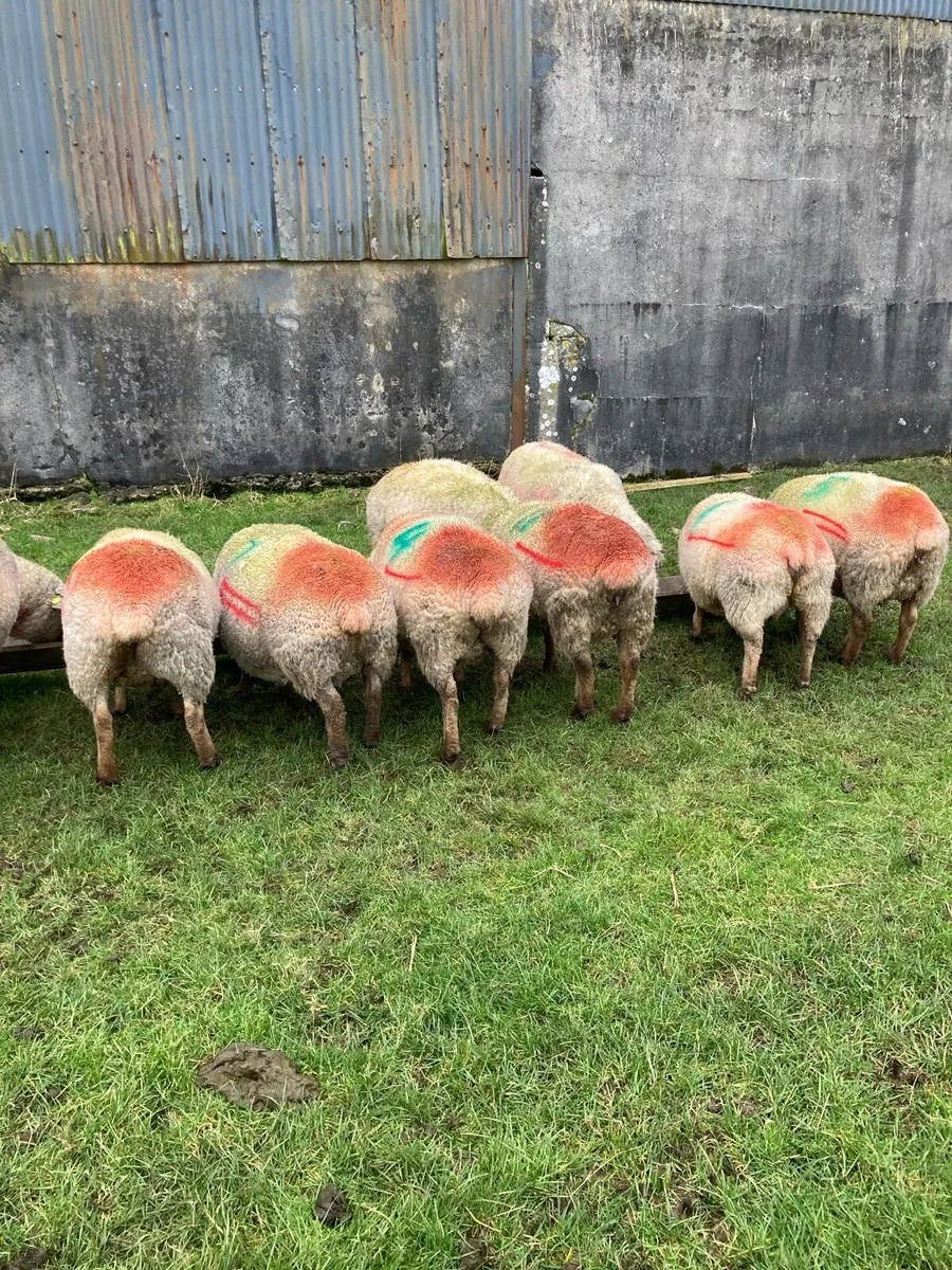 Selection of pedigree registered vendeen ewes - Image 2