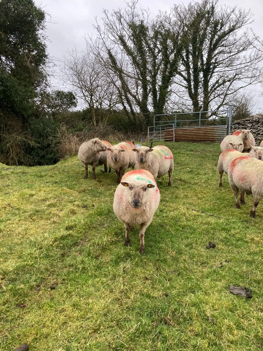 Selection of pedigree registered vendeen ewes - Image 4