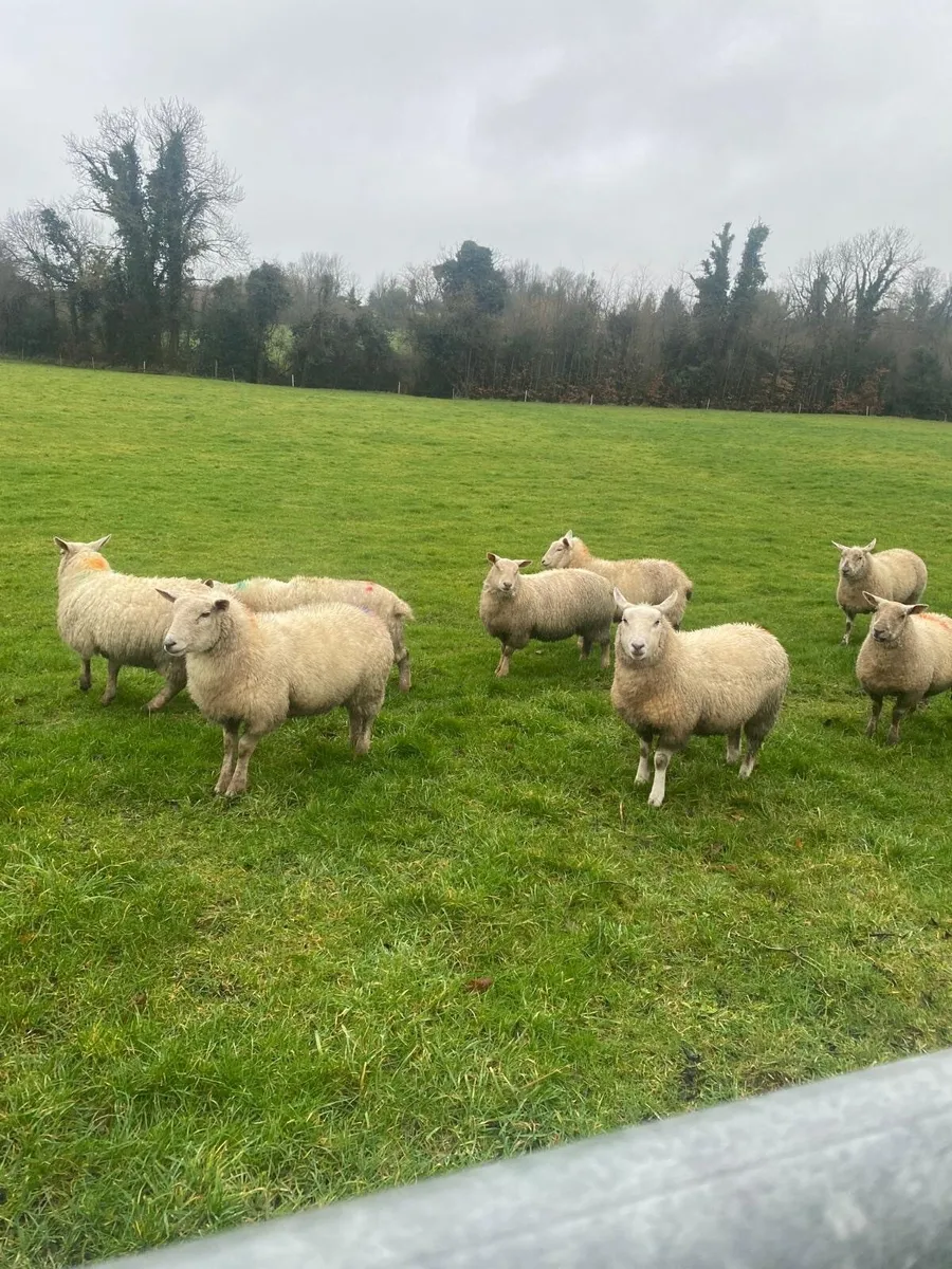 10 Texel X Ewe lambs - Image 2