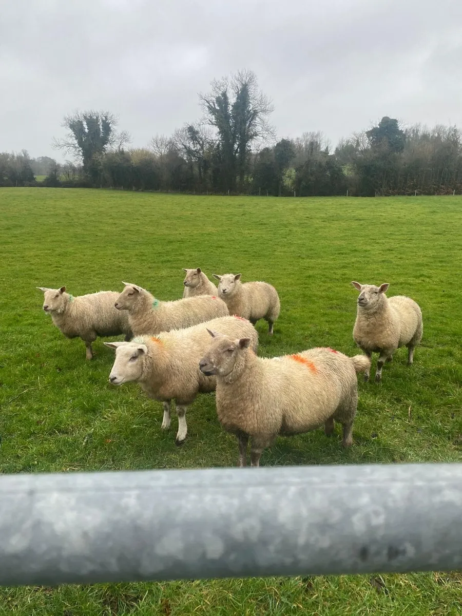 10 Texel X Ewe lambs - Image 3