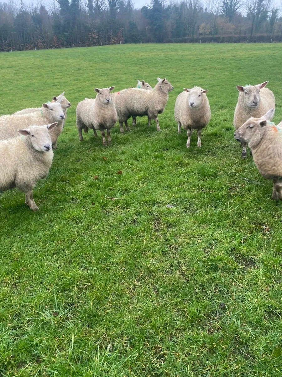 10 Texel X Ewe lambs - Image 1