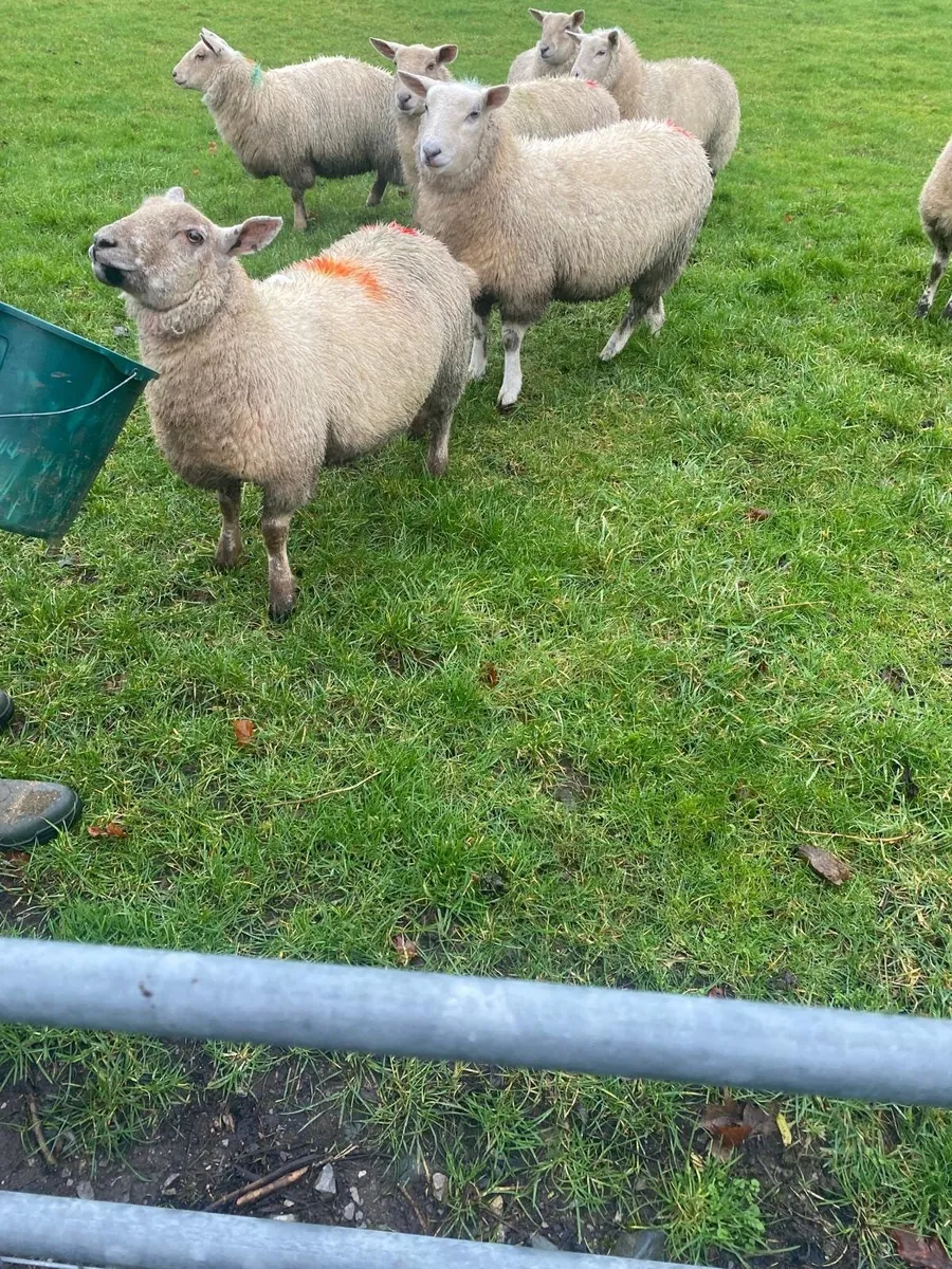 10 Texel X Ewe lambs - Image 4