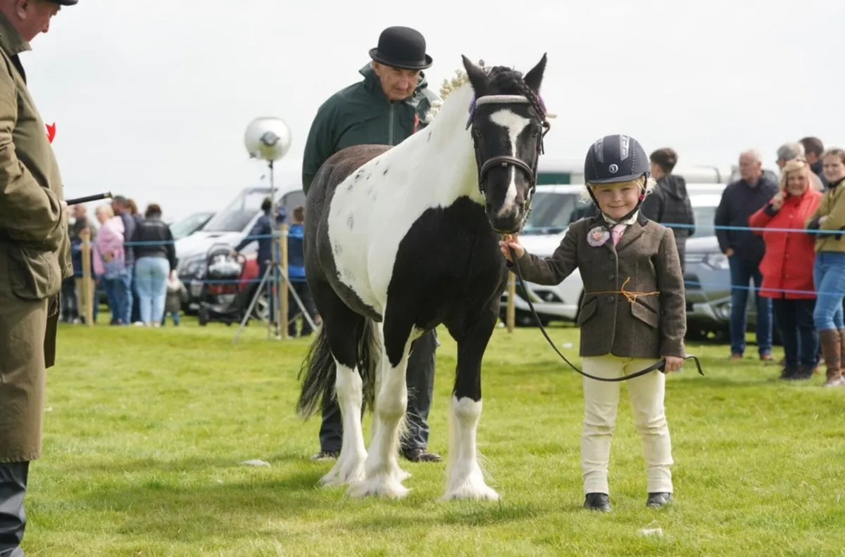 12.2hh pony - Image 1