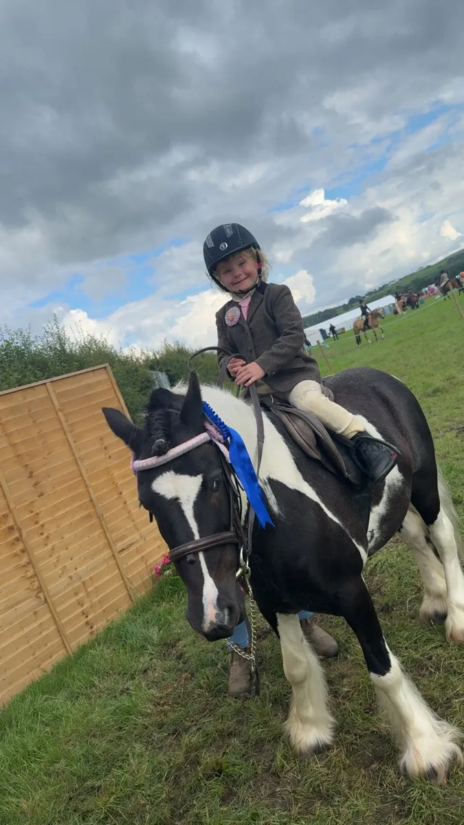 12.2hh pony - Image 4