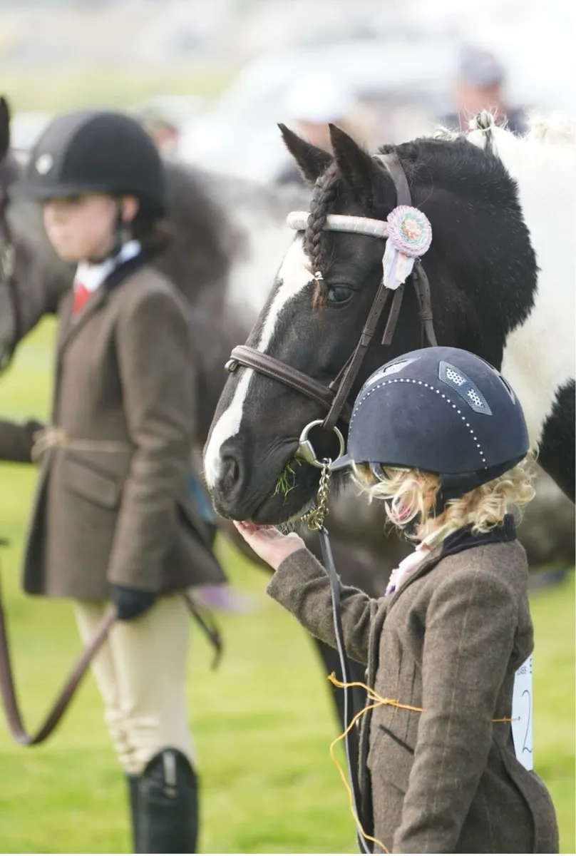 12.2hh pony - Image 2