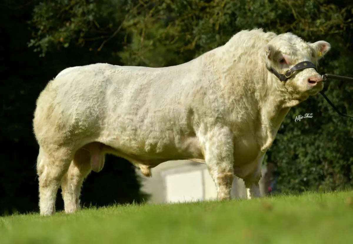PBR Charolais bull - Image 1