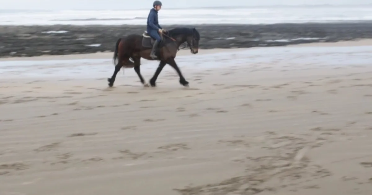 15.3h 4yo Cob Gelding - Image 2