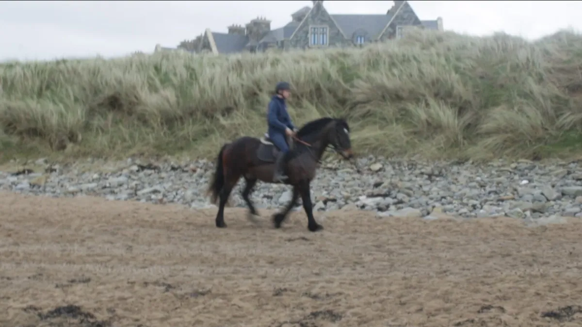 15.3h 4yo Cob Gelding - Image 3