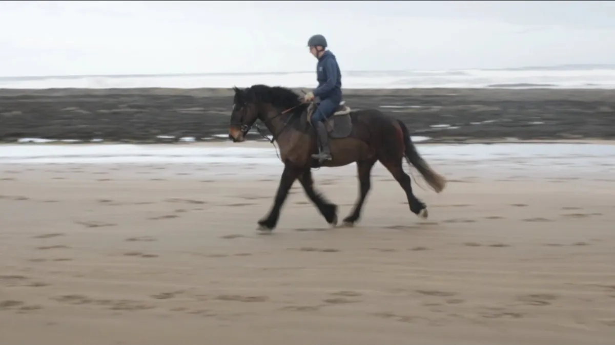 15.3h 4yo Cob Gelding - Image 4