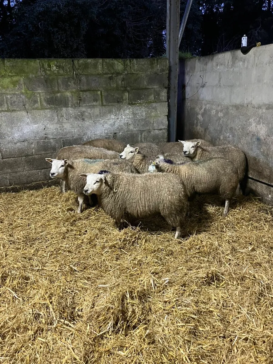 🤩Pedigree texel ewe lambs 🤩 - Image 1