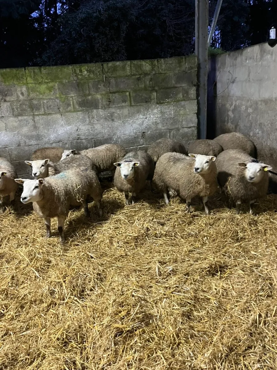 🤩Pedigree texel ewe lambs 🤩 - Image 4