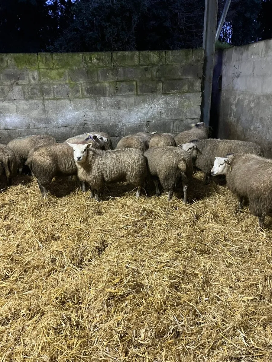 🤩Pedigree texel ewe lambs 🤩 - Image 3