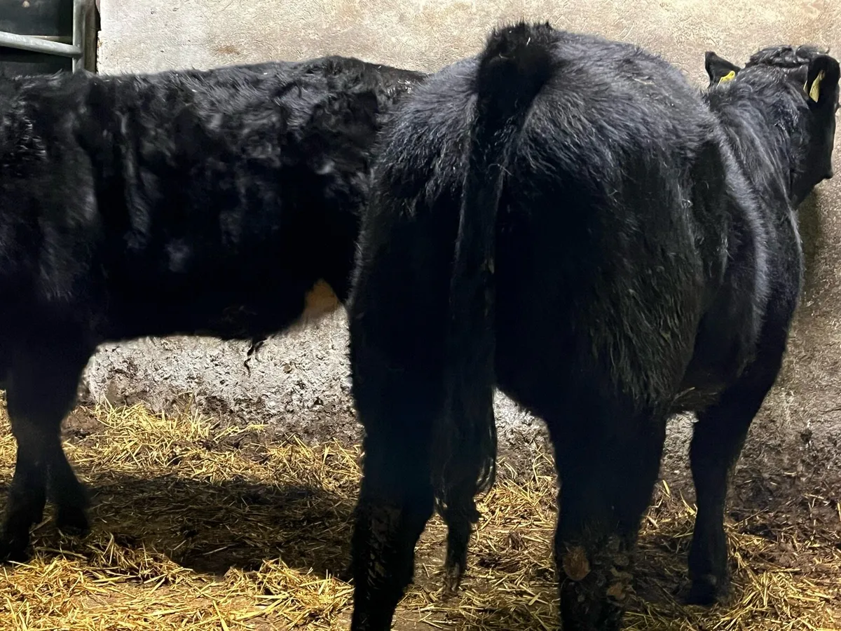 Two super BB X LM Heifers - Image 3