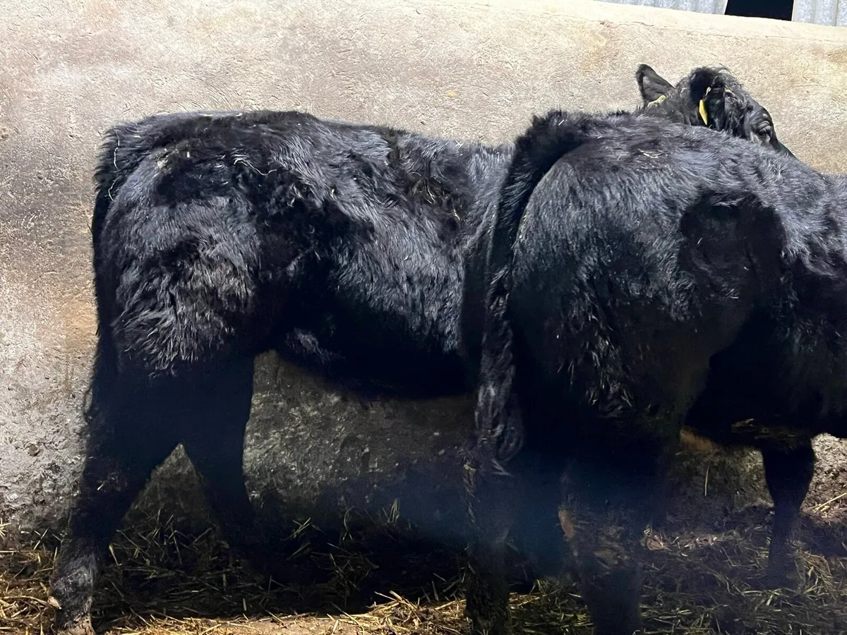 Two super BB X LM Heifers - Image 2