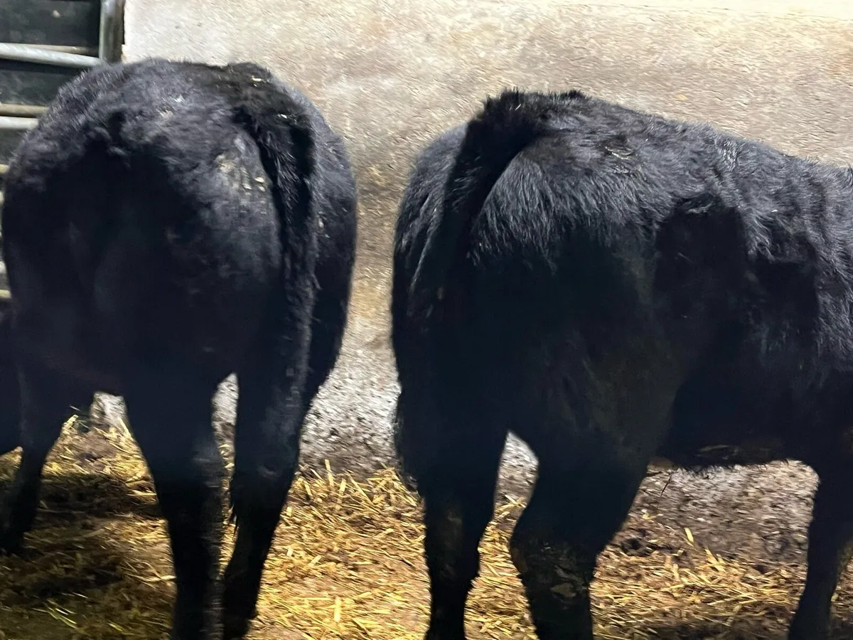 Two super BB X LM Heifers - Image 4