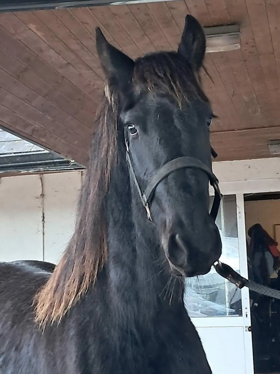 151hh Fresian Colt - Image 1