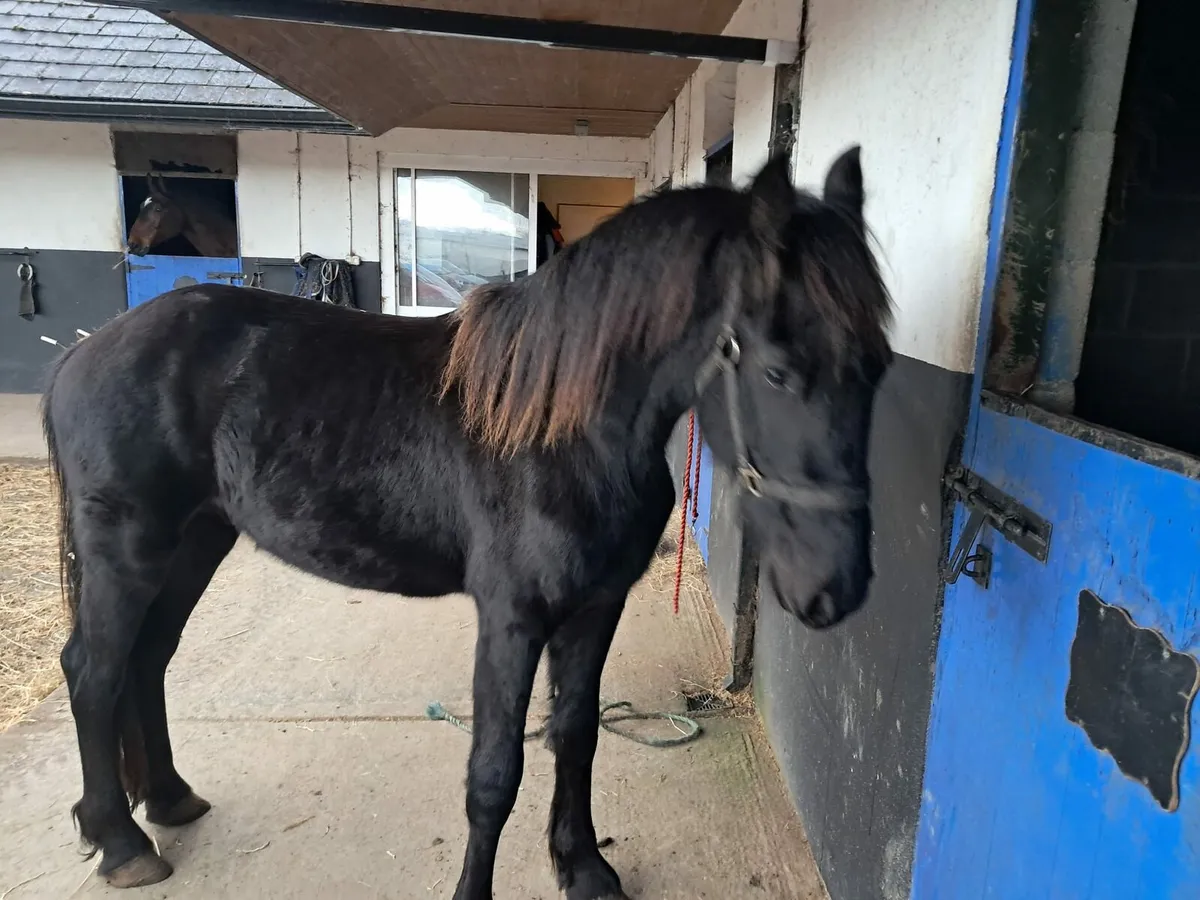 151hh Fresian Colt - Image 4