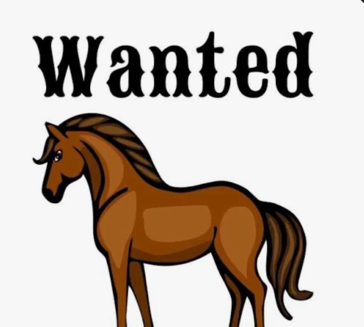 Wanted Horse 16.3 +