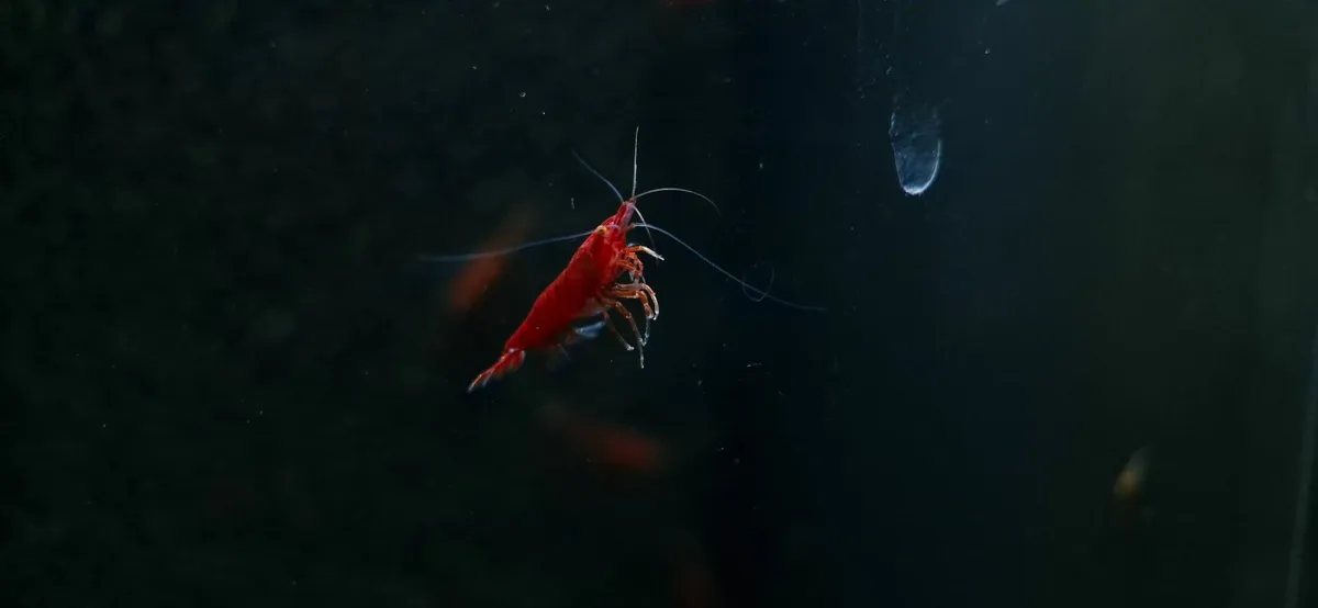 Neocaridina davidi Shrimp - Various Colours - Image 1
