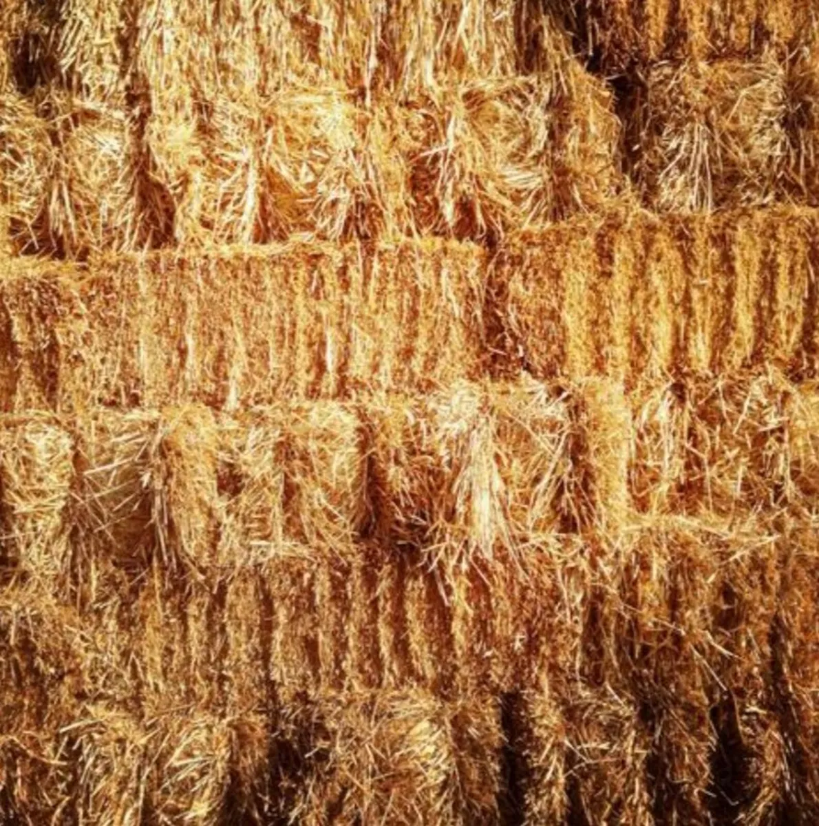 For sale small conventional square bales straw/hay - Image 1