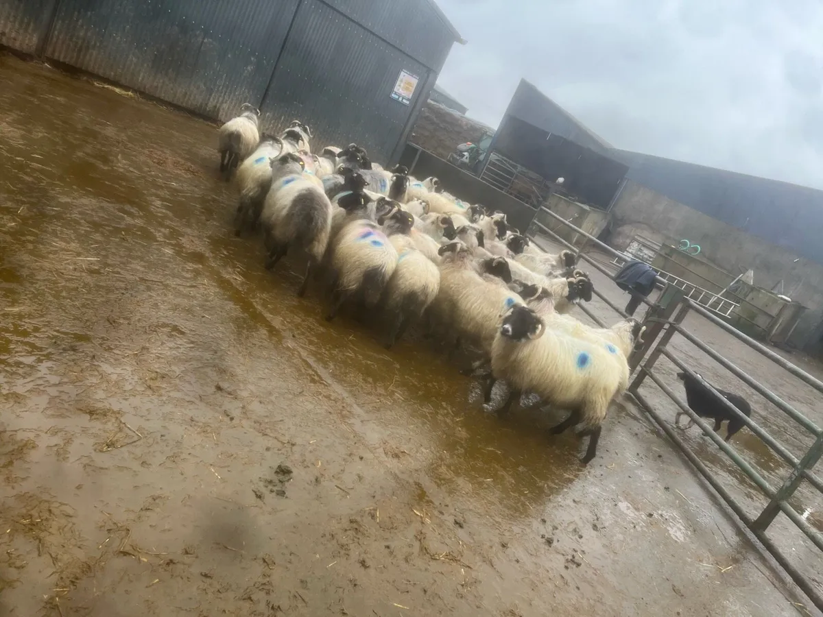 40 inlamb hornys - Image 1