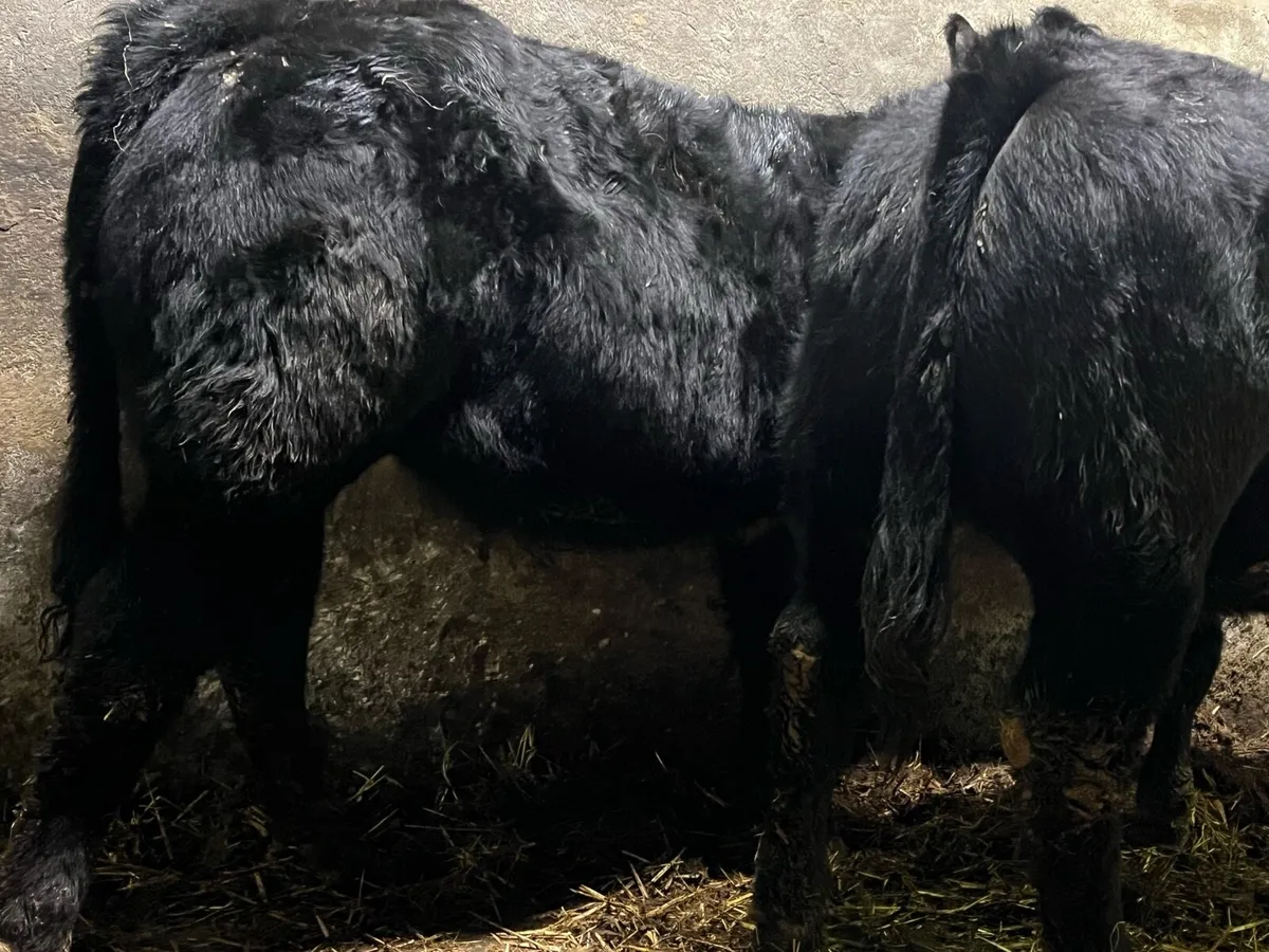 Two super BB X LM Heifers - Image 1