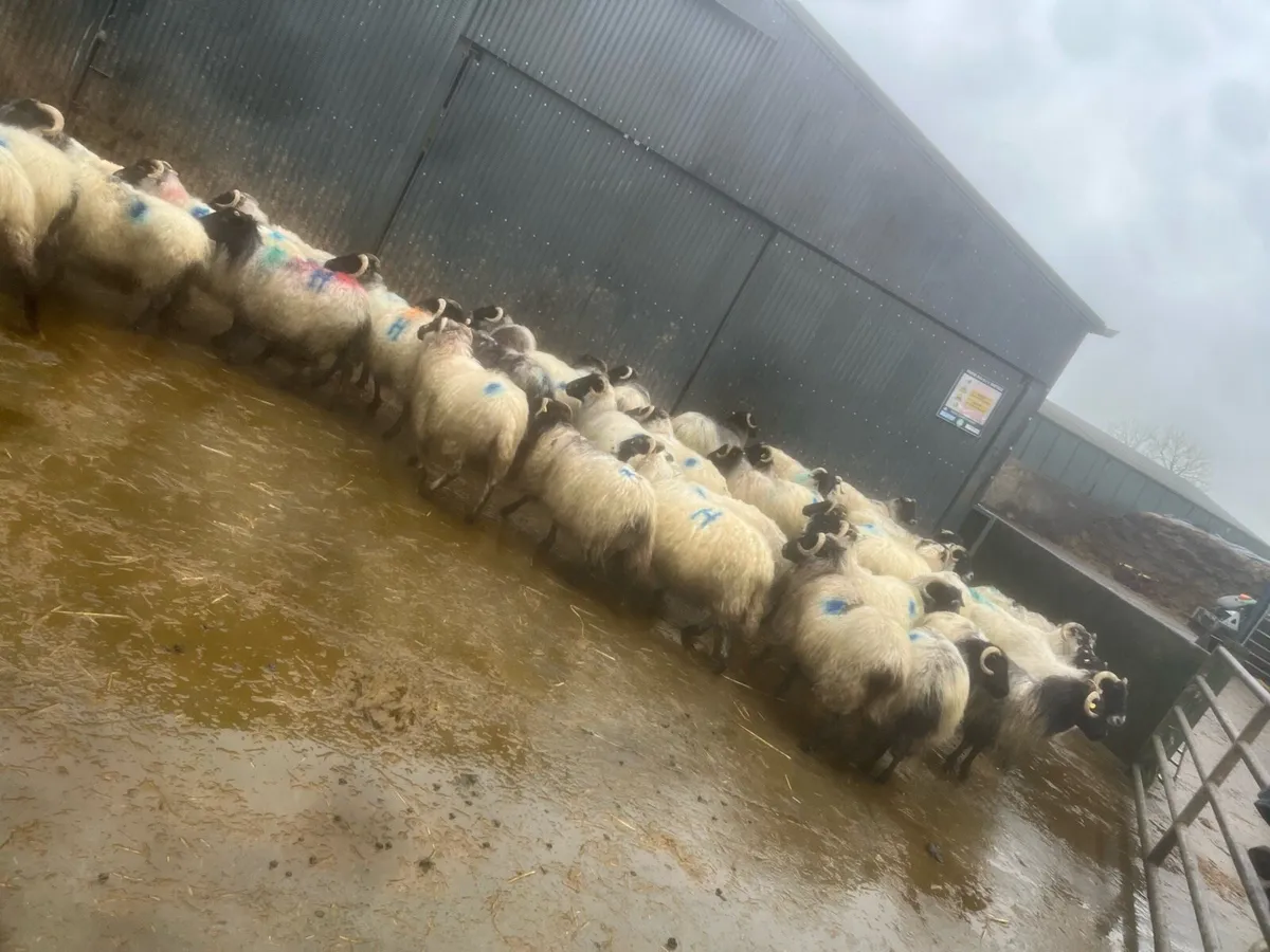 40 inlamb hornys - Image 3