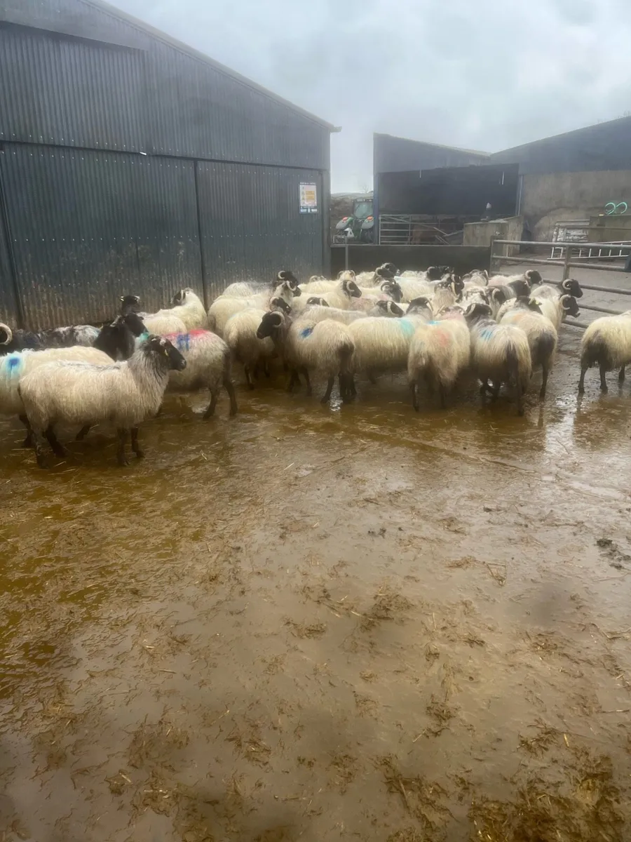 40 inlamb hornys - Image 2