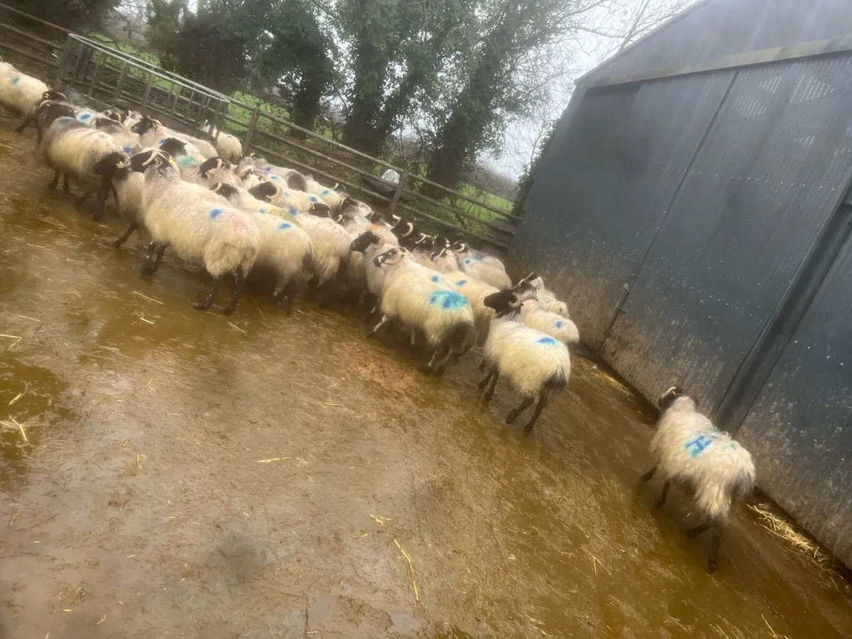 40 inlamb hornys - Image 4