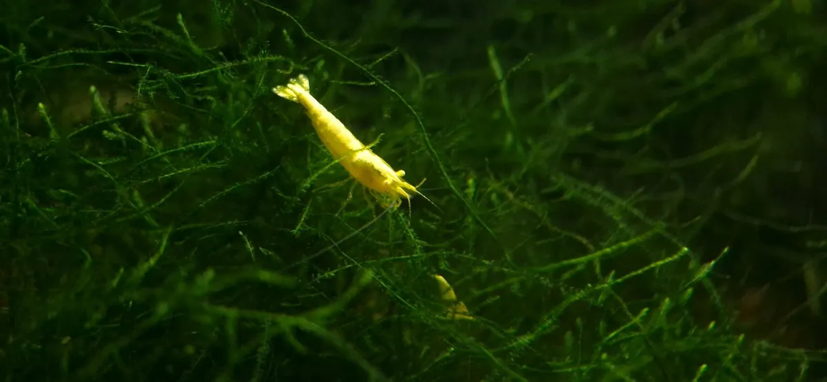 Neocaridina davidi Shrimp - Various Colours - Image 2