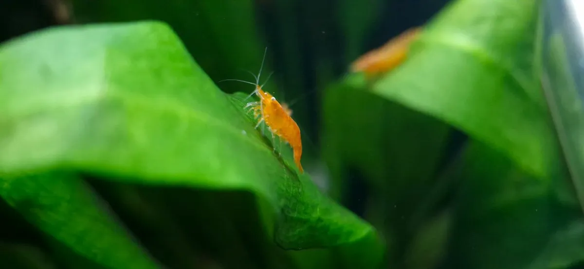 Neocaridina davidi Shrimp - Various Colours - Image 3