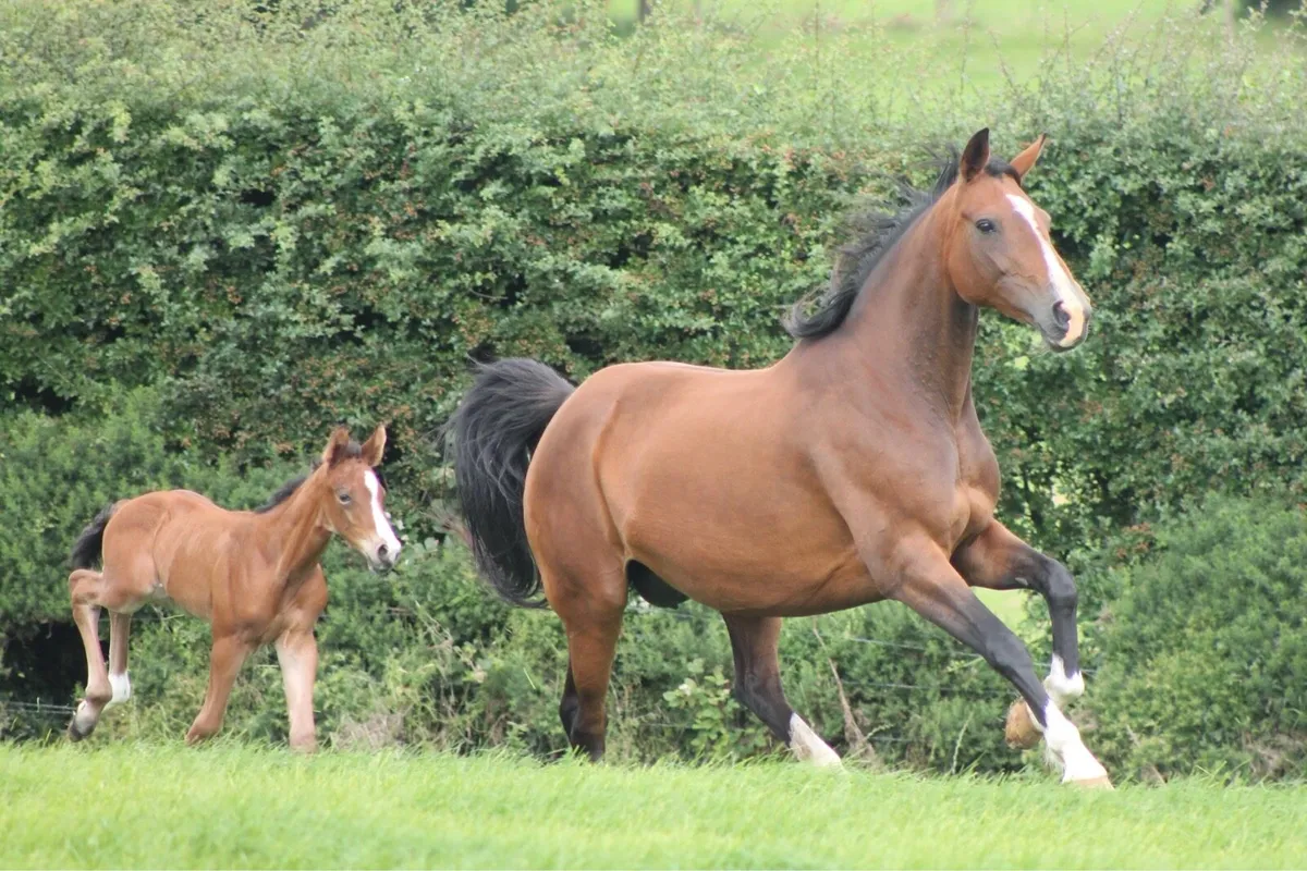 Shannondale Sarco Broodmare - Image 1
