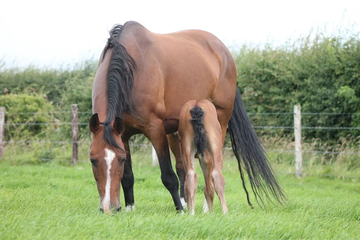 Shannondale Sarco Broodmare - Image 3