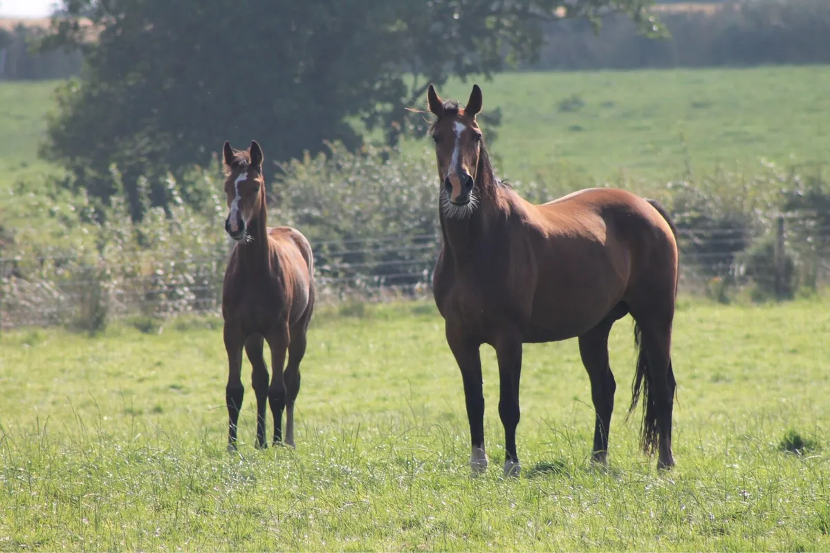 Shannondale Sarco Broodmare - Image 4