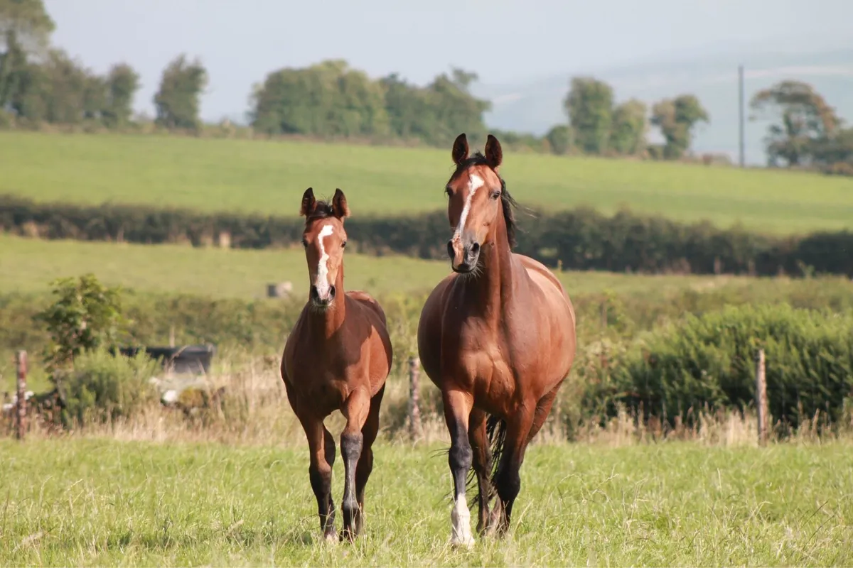 Shannondale Sarco Broodmare - Image 4