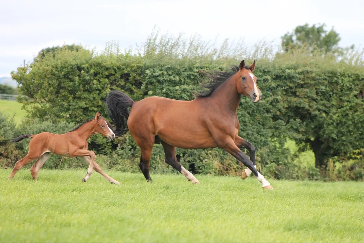 Shannondale Sarco Broodmare - Image 2