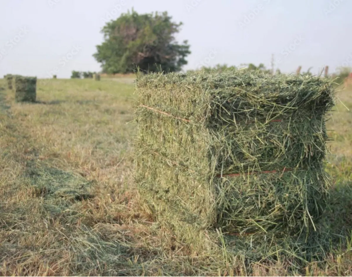 For sale small conventional square bales straw/hay - Image 2