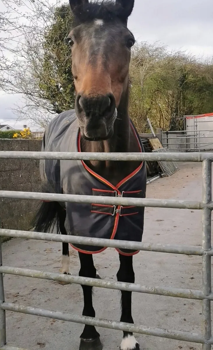 Quality Brood mare - Image 3